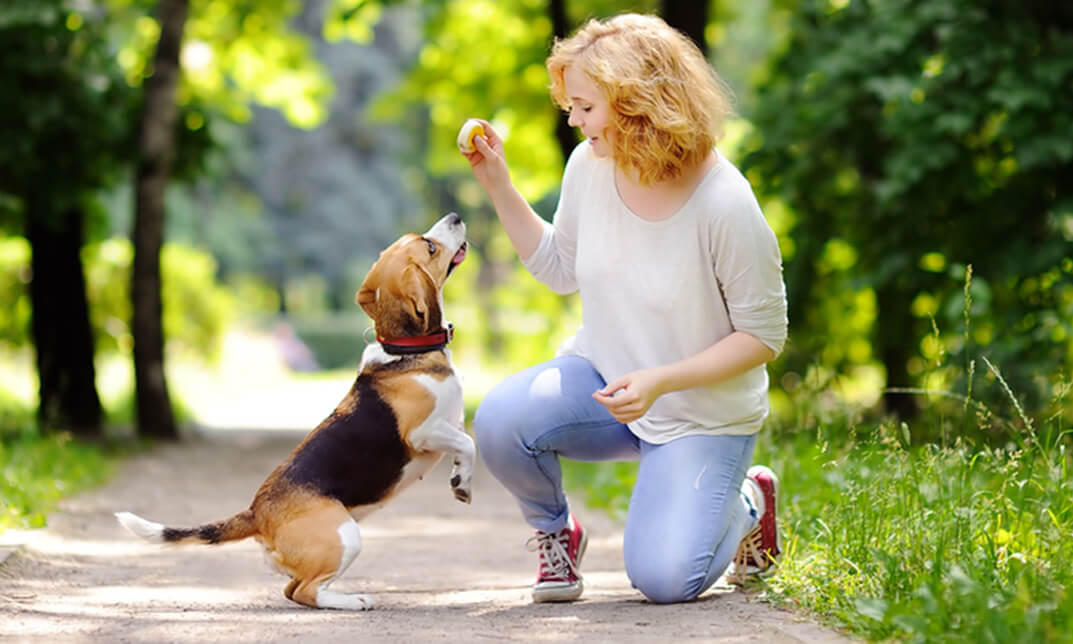 a dog playing with its owner