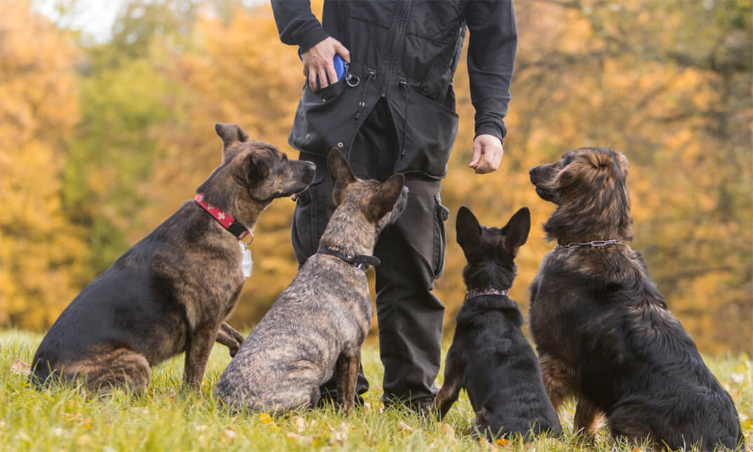 what-is-a-certified-dog-trainer