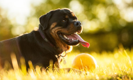 CPD Accredited Natural Medication for Dog Health