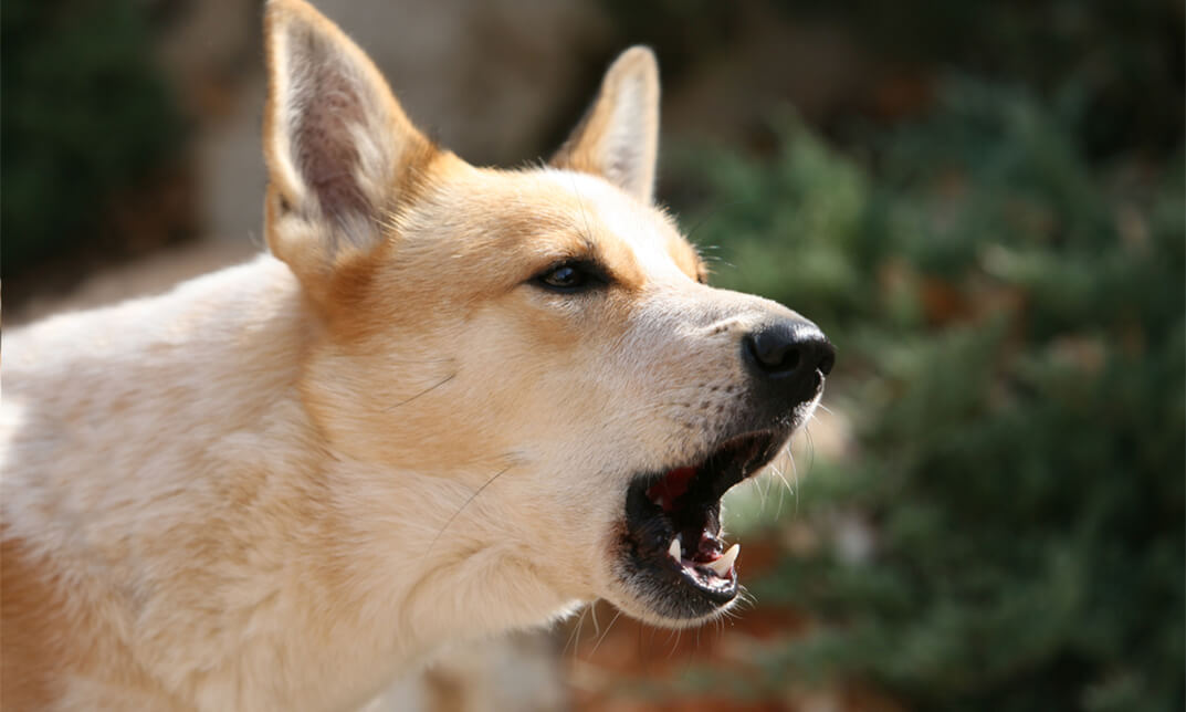 Stop Dog Barking - Effective Dog Training Methods