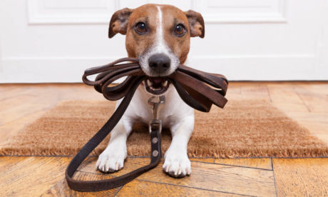 The Complete Dog Leash Training