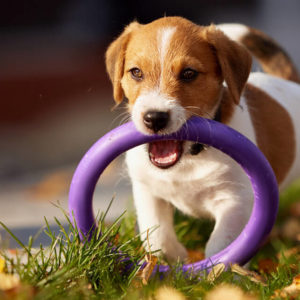 Complete Puppy & Dog Training Professional Course - CPD Certified