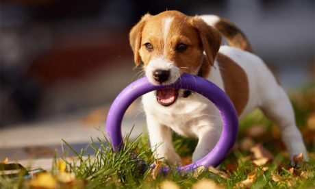 Complete Puppy & Dog Training Professional Course - CPD Certified