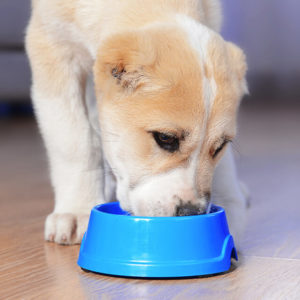 Complete Raw Diet for Dog - CPD Certified Course