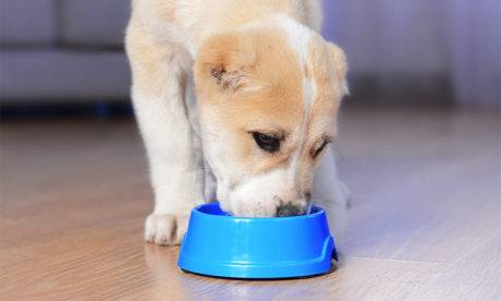 Complete Raw Diet for Dog - CPD Certified Course