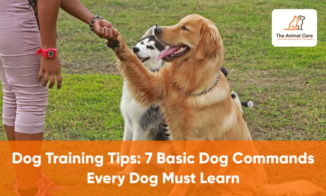 Dog Training Tips: 7 Basic Dog Commands Every Dog Must Learn