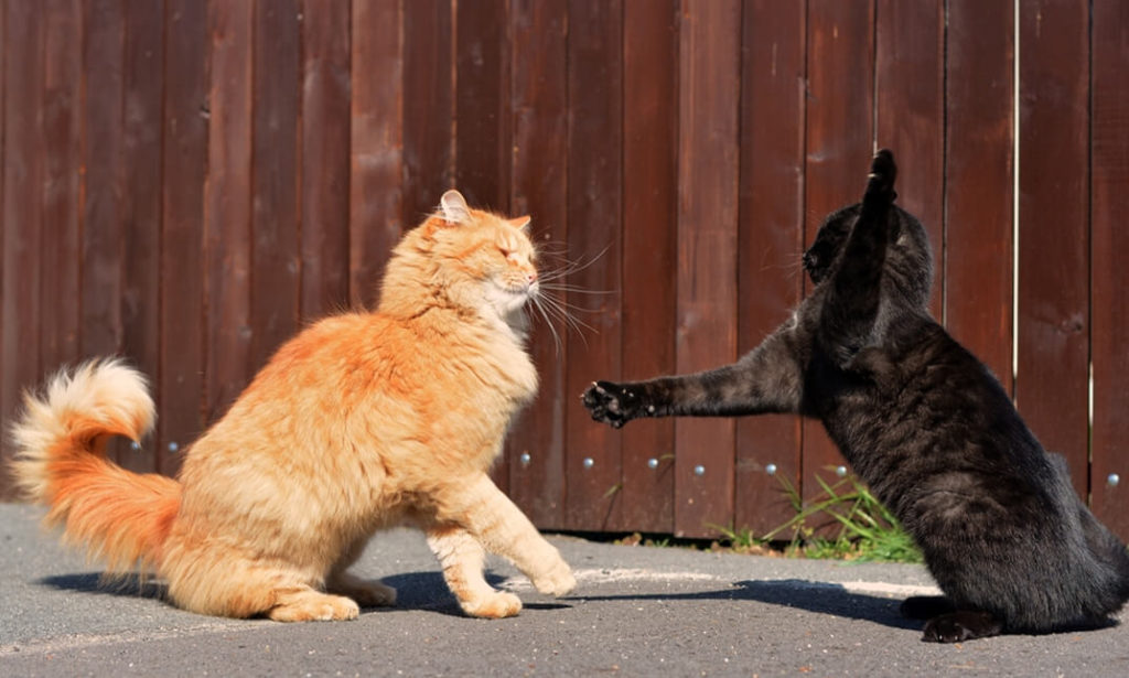 Professional CPD Accredited Animal Care Courses professional-cpd-accredited-animal-care-courses