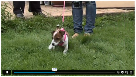 Complete Puppy & Dog Training Professional Course