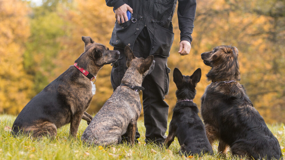 A dog trainer standing outdoors with four attentive dogs sitting in front of them on grass, all looking up at the trainer. The background shows autumn-colored trees.