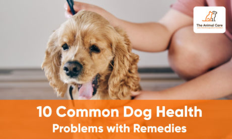 10 Common Dog Health Problems with Remedies