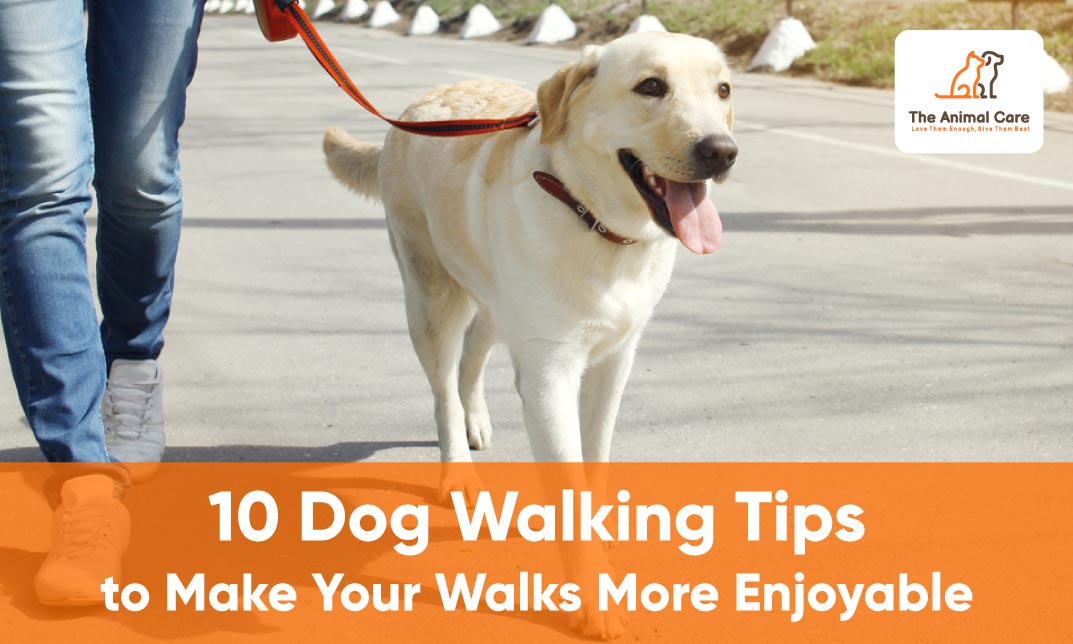 10 Dog Walking Tips to Make Your Walks More Enjoyable