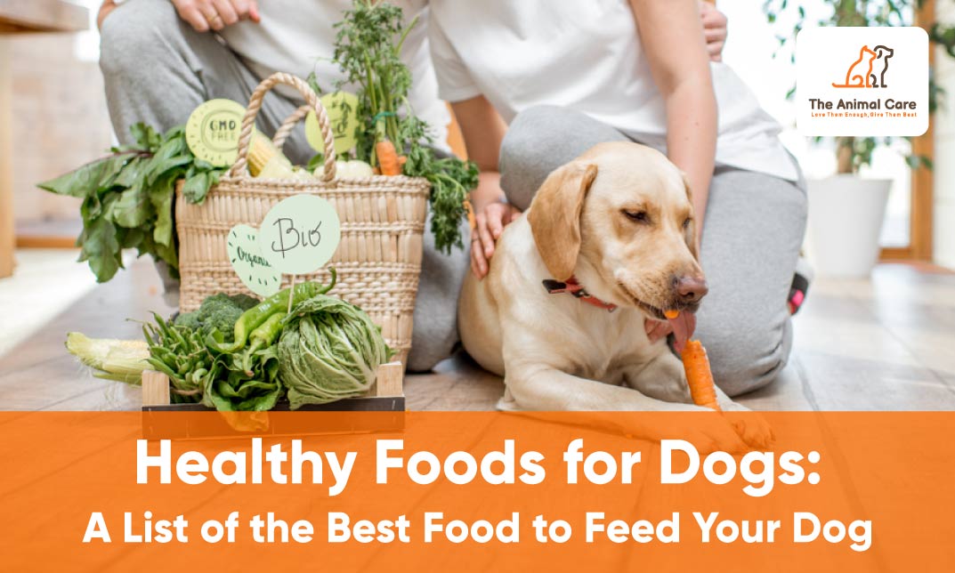 Healthy Foods for Dogs: A List of the Best Food to Feed Your Dog