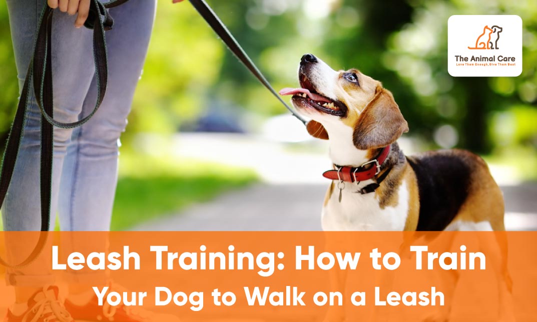 Leash Training: How to Train Your Dog to Walk on a Leash