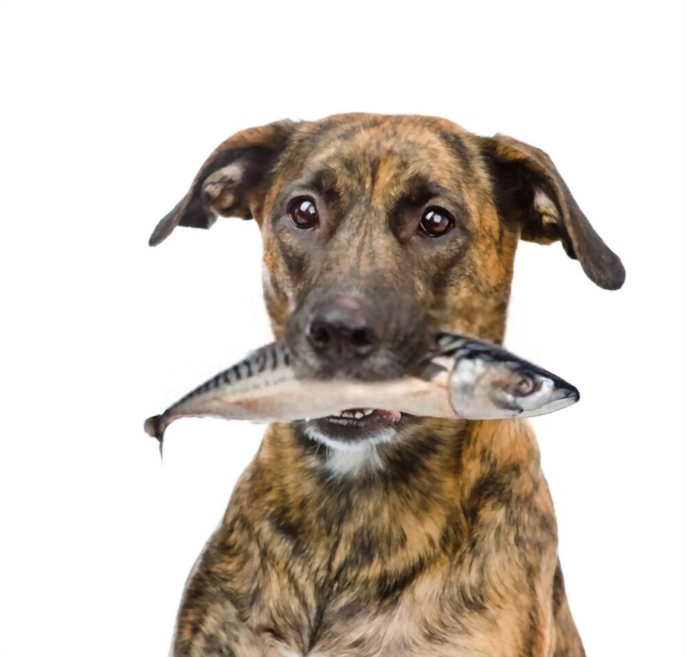 Healthy dog eating fish