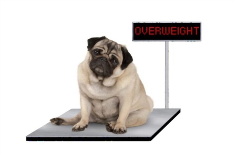 Dog health -overweight