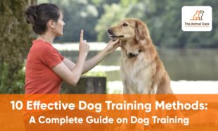 Top 10 Effective Dog Training Methods: A Complete Guide On Dog Training