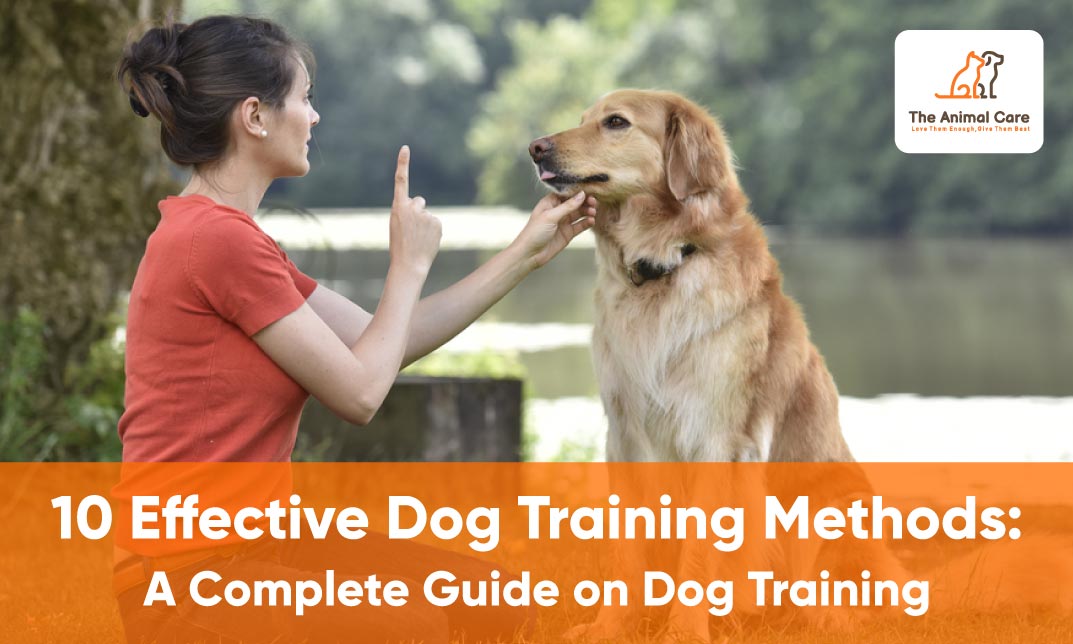 Top 10 Effective Dog Training Methods: A Complete Guide on Dog Training –  The Animal Care