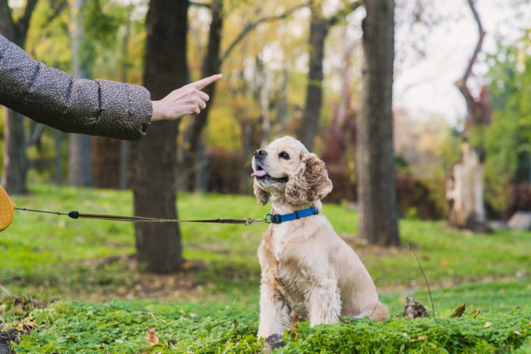 Dog leash training