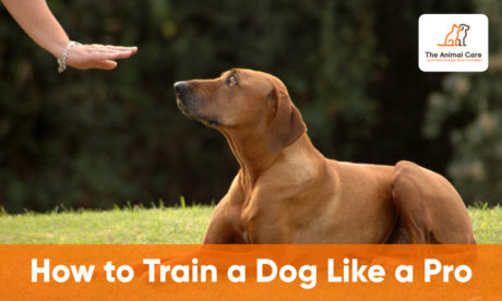 How to Train a Dog Like the Professionals