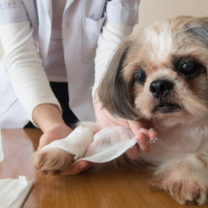 Dog First Aid Bundle
