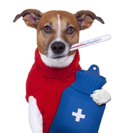 Animal Psychology and Canine First Aid Bundle