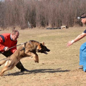 Complete Leash Training and Preventing Dog Attacks Course Bundle