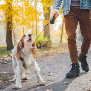 Dog Barking Control and Leash Training Bundle