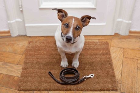 Dog Care and Leash Training