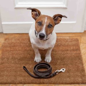 Dog Care and Leash Training