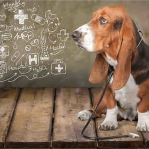 Dog Health and Diet Training