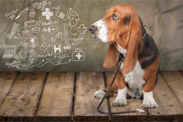 Dog Health and Diet Training