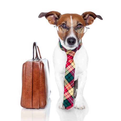 Professional Dog Training and Training Business Ceritficate