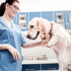 Veterinary Support Assistant