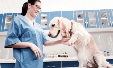 Veterinary Support Assistant