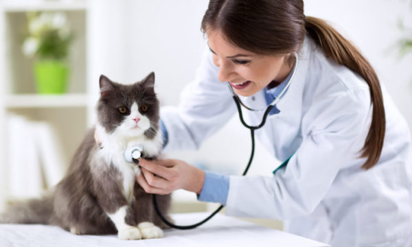 Cat Behavior Rectification & Cat Health Care