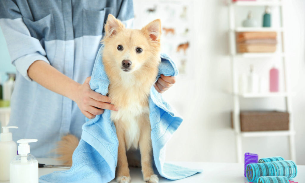 top-10-high-paying-animal-care-jobs-to-start-in-2025-the-animal-care