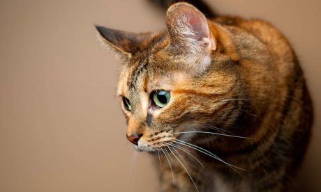 Cat Behaviour and Psychology