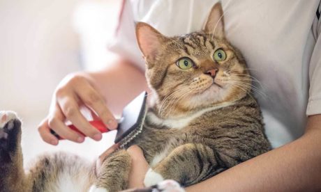 Cat Care, Behaviour and Psychology Training
