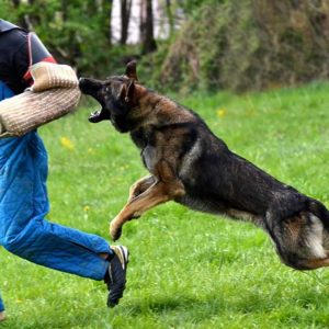 Dog Attack Training