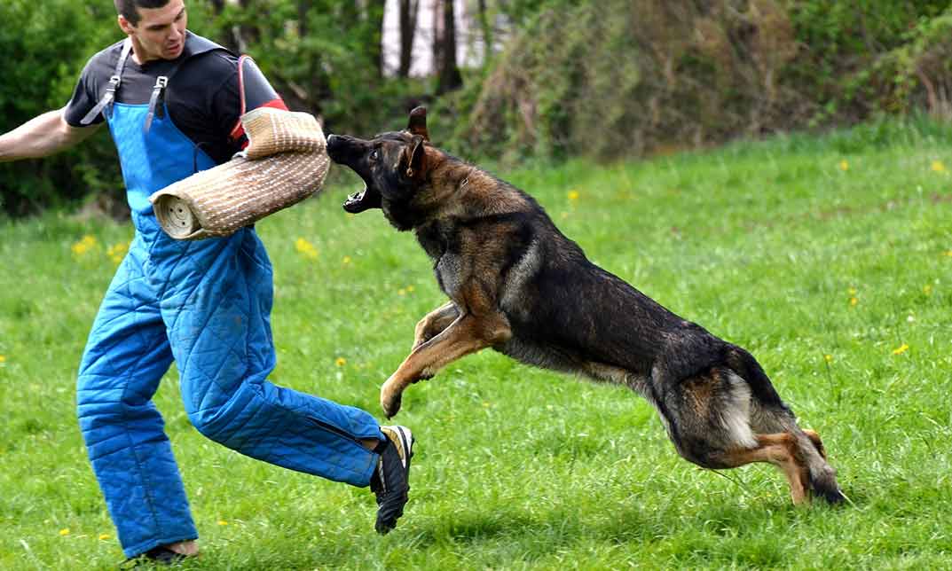 Dog Attack Training