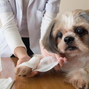 Dog First Aid Basics