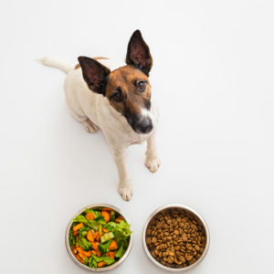 Natural Pet Diet and Nutrition