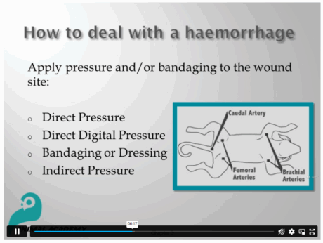 Pet First Aid and CPR