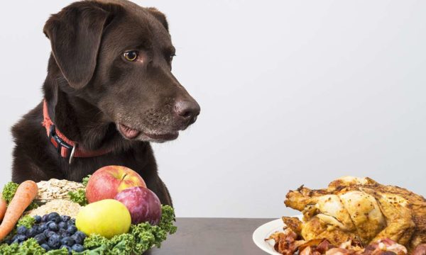 Switching Dog Diets