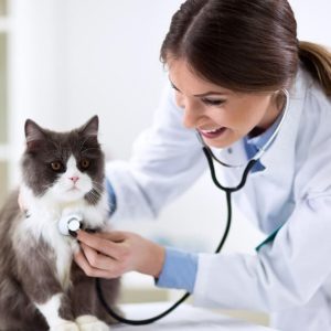 Cat Health care