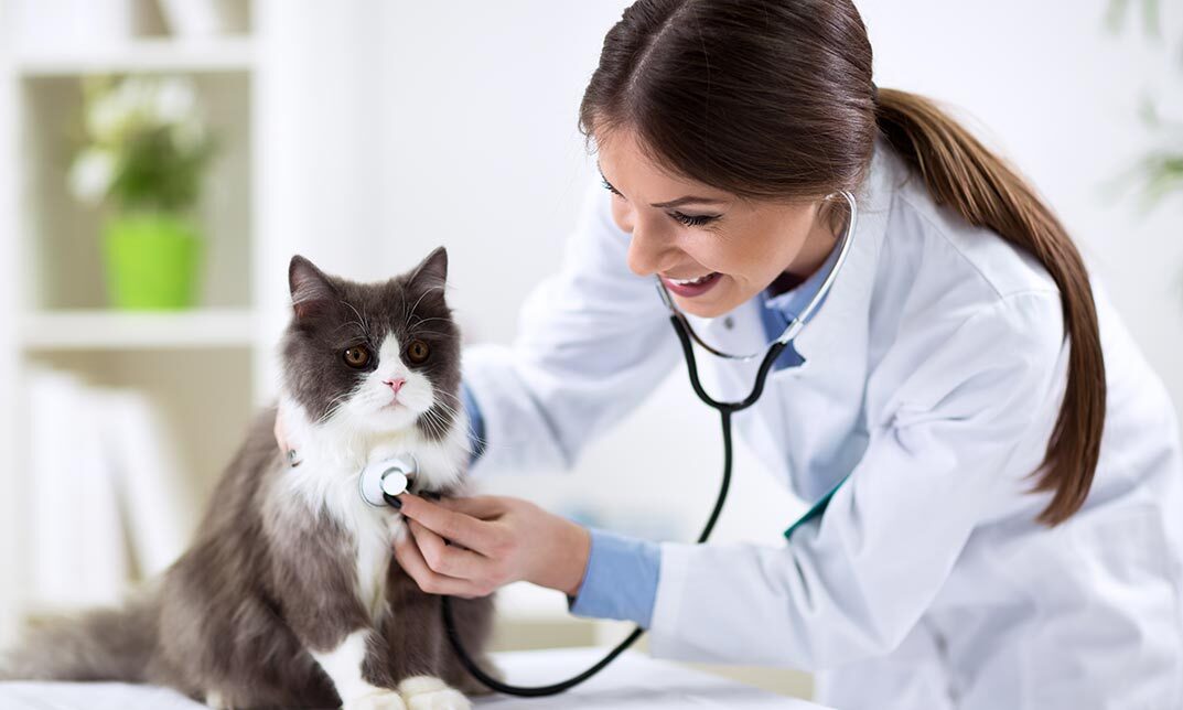 Cat Health care