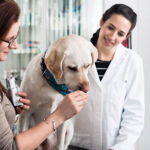 Dog Fostering: Feeding, Medication & Vaccination