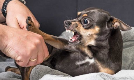 Dog Fostering: Types of Aggression
