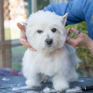 Dog Grooming and General Care