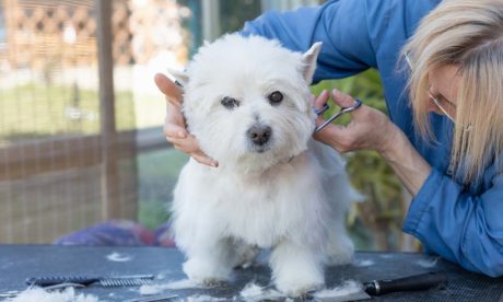 Dog Grooming and General Care